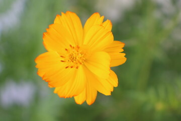 Close up of yellow flower