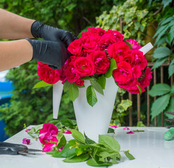 a person cuts red roses to create a bouquet against the backdrop of a garden