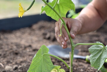 plant hands earth cucumber tomatoes garden ecology bio