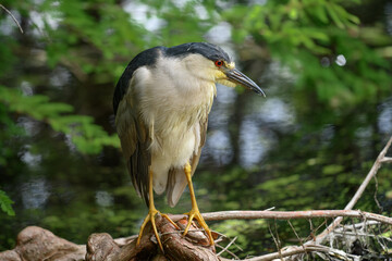 Black-crowned Night Heron close-up