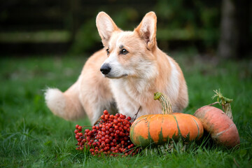 dog in the park - obrazy, fototapety, plakaty