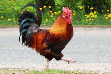 A beautiful, bright rooster is pacing along the road.