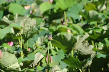 Lotus in Japanese waterscape