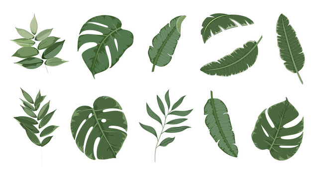 Set of exotic green leaves of plants and palm trees. Tropical herb collection vector drawing