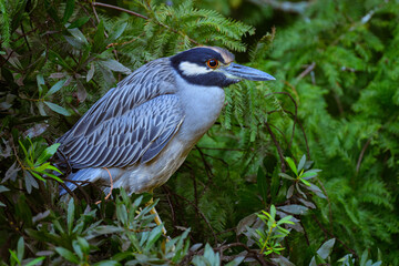 Yellow-crowned Night Heron perched in the trees