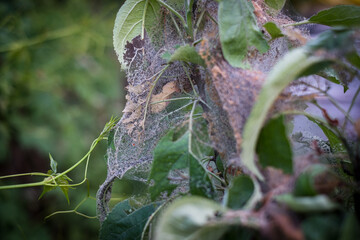 Apple ermine or Yponomeuta malinellus. Caterpillars gather in nests woven from the net on tree leaves.