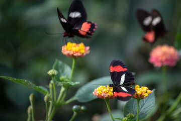 Plakat Beau papillon multicolore qui butine, posé sur une fleur ou sur une feuille 
