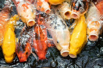 poissons, carpes colorées qui sortent la tête de l'eau en ouvrant la bouche pour réclamer à...