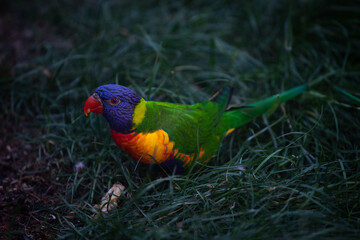 Oiseau exotique, perroquet ou lorriquet avec un beau plumage coloré