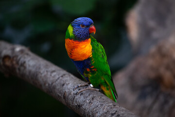 Fototapeta na wymiar Oiseau exotique, perroquet ou lorriquet avec un beau plumage coloré