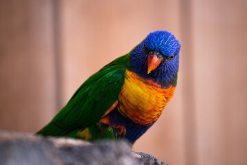 Oiseau exotique, perroquet ou loriquet avec un beau plumage coloré