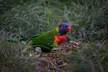 Oiseau exotique, perroquet ou lorriquet avec un beau plumage coloré