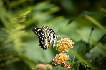 Beau papillon multicolore qui butine, posé sur une fleur ou sur une feuille 