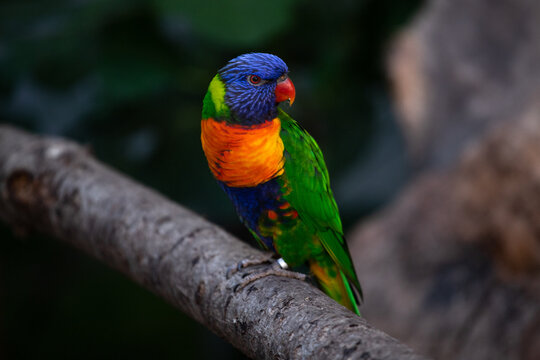 Oiseau exotique, perroquet ou lorriquet avec un beau plumage color&eacute;