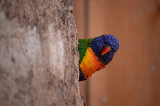 oiseau exotique tr&egrave;s color&eacute;, perroquet qui passe sa t&ecirc;te &agrave; travers le trou de l'arbre qui est sa maison. Il a l'air grincheux et pas content. Il est amusant.