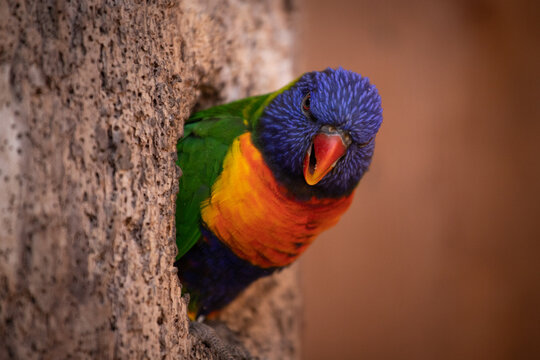oiseau exotique très coloré, perroquet qui passe sa tête à travers le trou de l'arbre qui est sa maison. Il a l'air grincheux et pas content. Il est amusant.