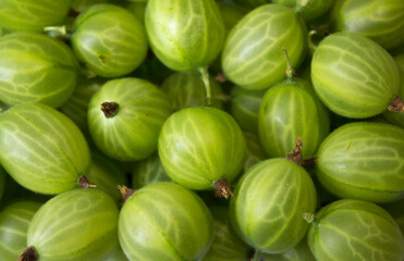 a lot of green gooseberries