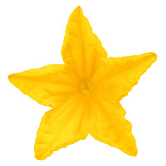 Fototapeta premium Cucumber flower isolated on white background, full depth of field, clipping path