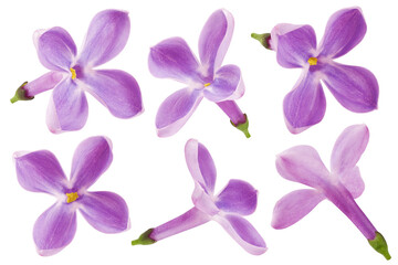Fototapeta na wymiar lilac flower isolated on white background, full depth of field, clipping path