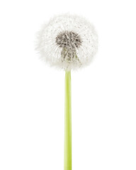 dandelion isolated on white background, full depth of field, clipping path