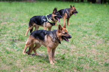 Three service German shepherds, sticking out their tongues, stand on the grass