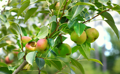 Apples growing on a tree in an orchard.