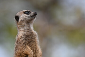 ミーアキャット