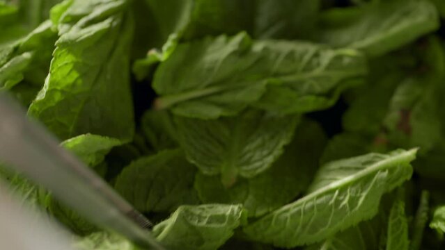 4K. Fresh green mint, young leaves with drops of water.