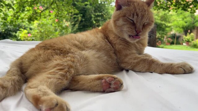 Super cute red cat licking himself all over his body to clean his fur while lying relaxed on. a bed under a giant oak tree in the shade. 