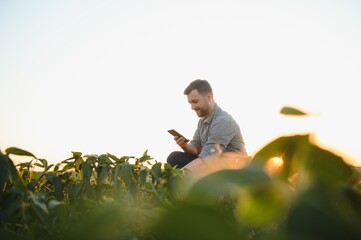 Naklejka na ściany i meble A farmer inspects a green soybean field. The concept of the harvest