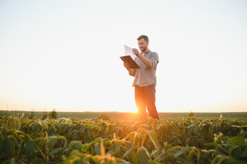 Fototapeta premium A farmer inspects a green soybean field. The concept of the harvest