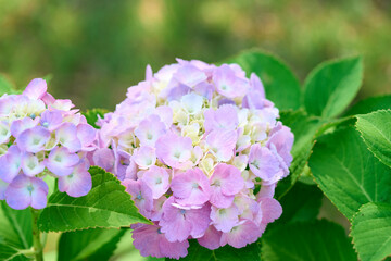ピンクの紫陽花