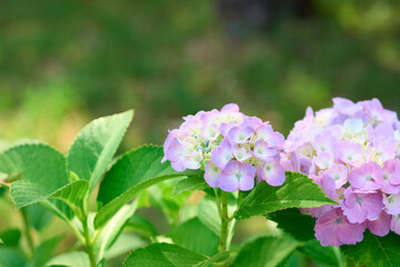 Obraz premium ピンクの紫陽花