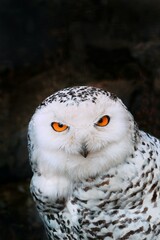 great owl