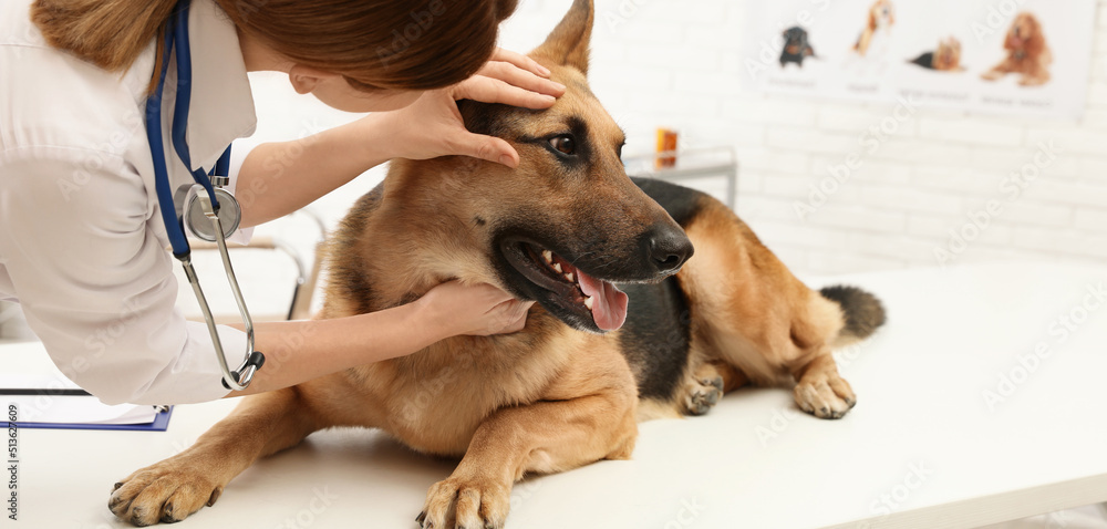 Canvas Prints Professional veterinarian examining dog's eyes in clinic. Banner design