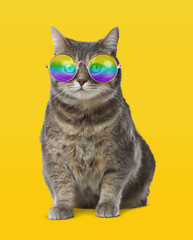 Funny cat in stylish sunglasses with rainbow lenses on yellow background