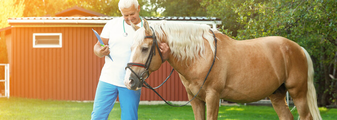 Senior veterinarian with clipboard near palomino horse outdoors. Banner design