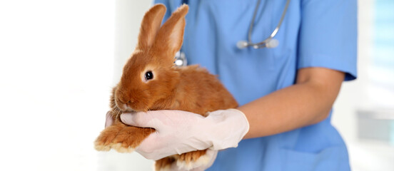 Professional veterinarian with bunny in clinic, closeup. Banner design