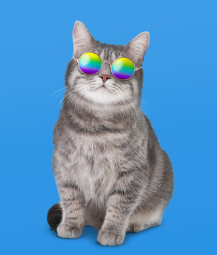 Funny cat in stylish sunglasses with rainbow lenses on blue background