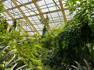 Fototapeta na wymiar Different beautiful plants growing in greenhouse on sunny day