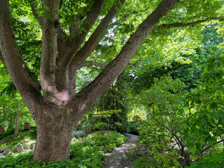 Fototapeta na wymiar Beautiful big tree with green leaves and other plants in park
