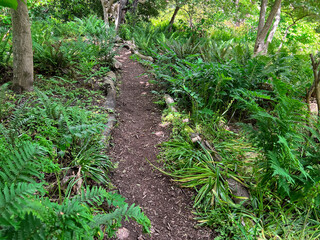 Obraz premium View of pathway going through park with beautiful green plants