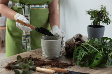 Woman filling flowerpot with soil at table indoors, closeup. Houseplant care