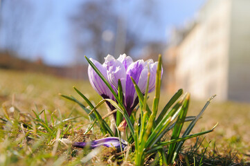 Fresh purple crocus flowers growing outdoors, closeup. Spring season