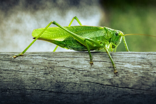 Grasshoper on a piece of wood