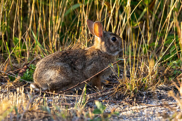 rabbit in the grass