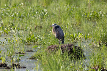 blue heron ardea cinerea