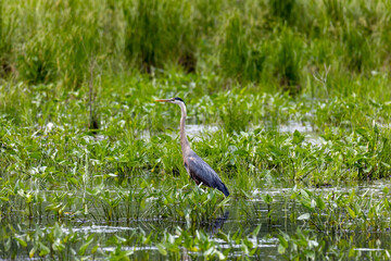 great blue heron in the grass