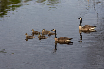 Canada geese family in a pond