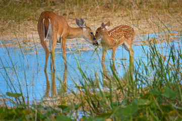 Deer and Fawn in the Florida Marsh